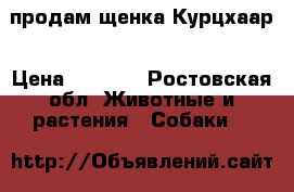 продам щенка Курцхаар › Цена ­ 2 000 - Ростовская обл. Животные и растения » Собаки   